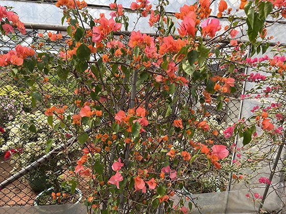 从文艺复兴画作到敦煌壁画的跨文明艺术知识普及