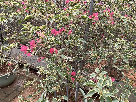 买姜时别再随便挑！学会这3个小技巧，轻松选出优质好姜