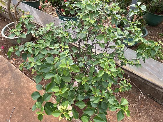 全球萤火虫分布地图：热带雨林到温带河岸的生存适应