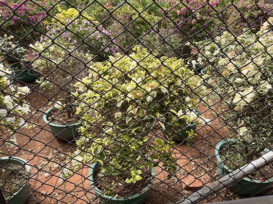 鸡爪的进化适应：栖木握力与地面刨食的双重功能设计