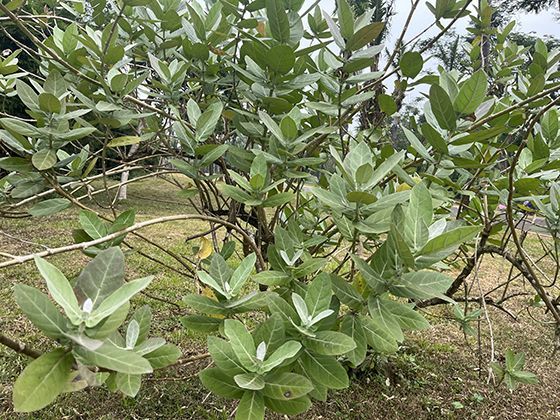 月相变化的原理：月球公转如何呈现阴晴圆缺的周期规律