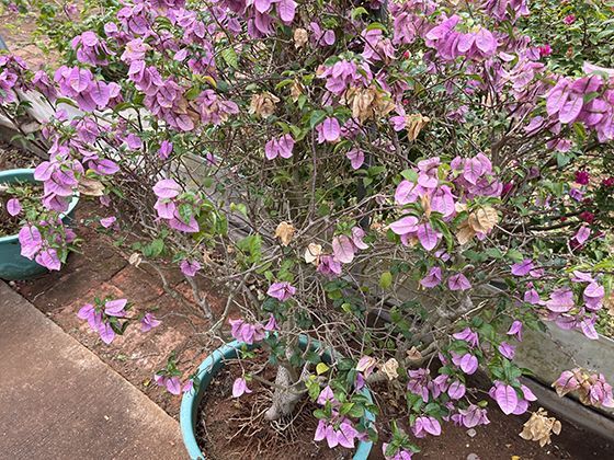紫藤花序的垂坠美学：总状花序如何实现瀑布式生长的力学平衡