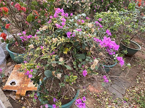 手指印记的历史应用：从泥板文书到指纹识别的技术演进